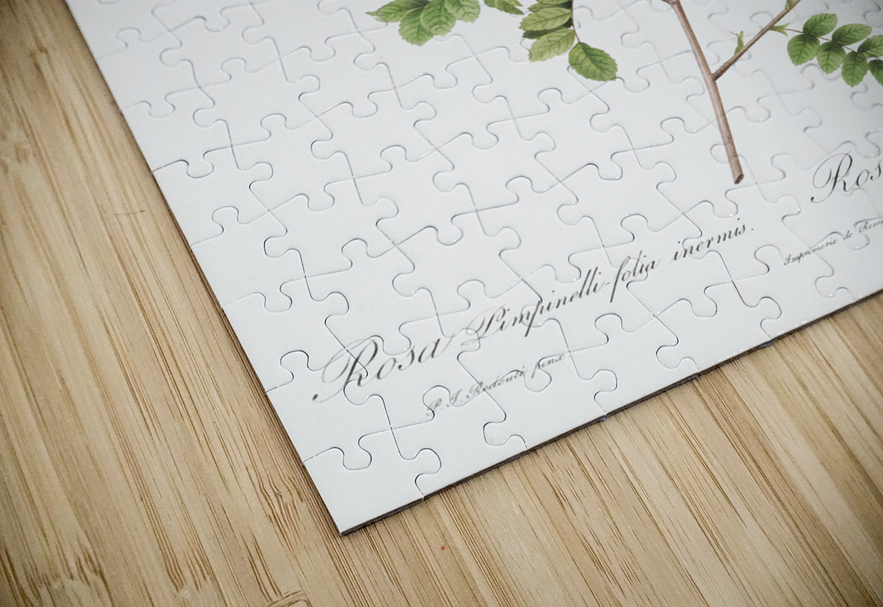 Vintage thornless Burnet rose IStockHistory com Puzzle