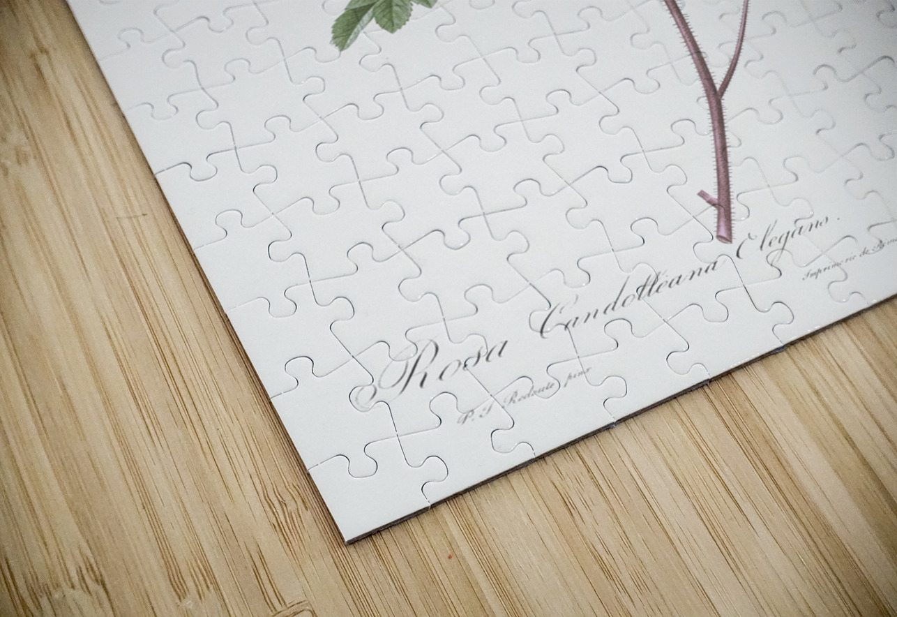 Vintage pink rosebush IStockHistory com Puzzle