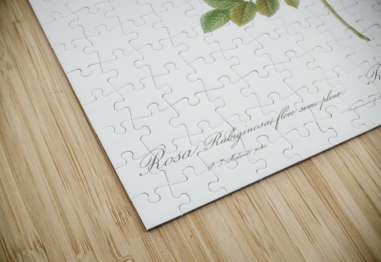 Burgundy cabbage rose in bloom IStockHistory com Puzzle