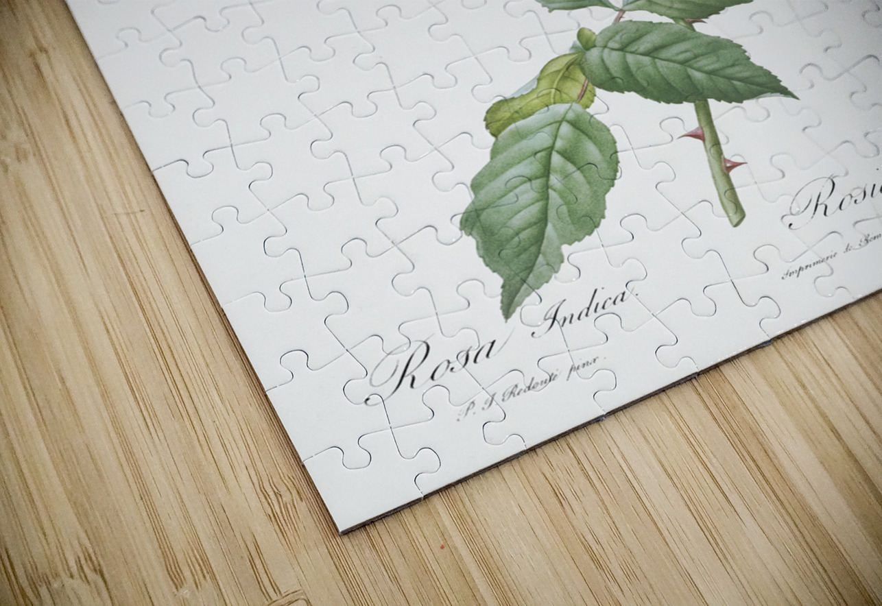 Blooming pink cabbage rose IStockHistory com Puzzle