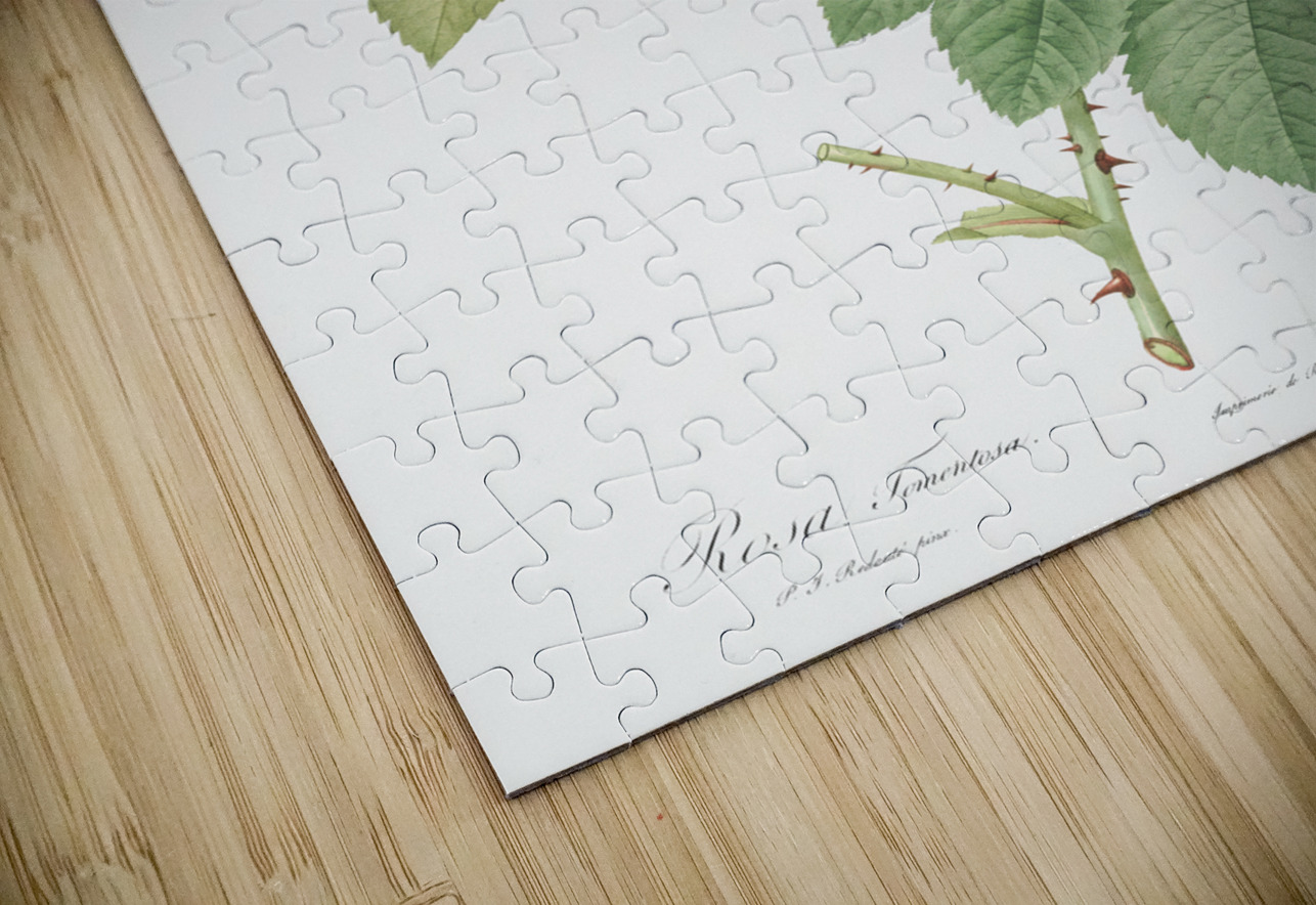 Pink roses in bloom IStockHistory com Puzzle