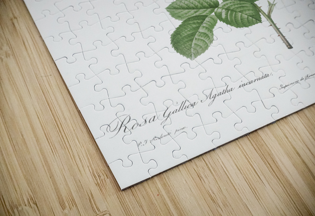 Pink agatha rose IStockHistory com Puzzle