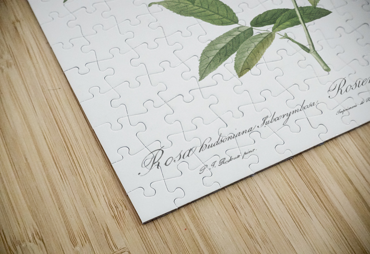 Hudson rose in bloom IStockHistory com Puzzle