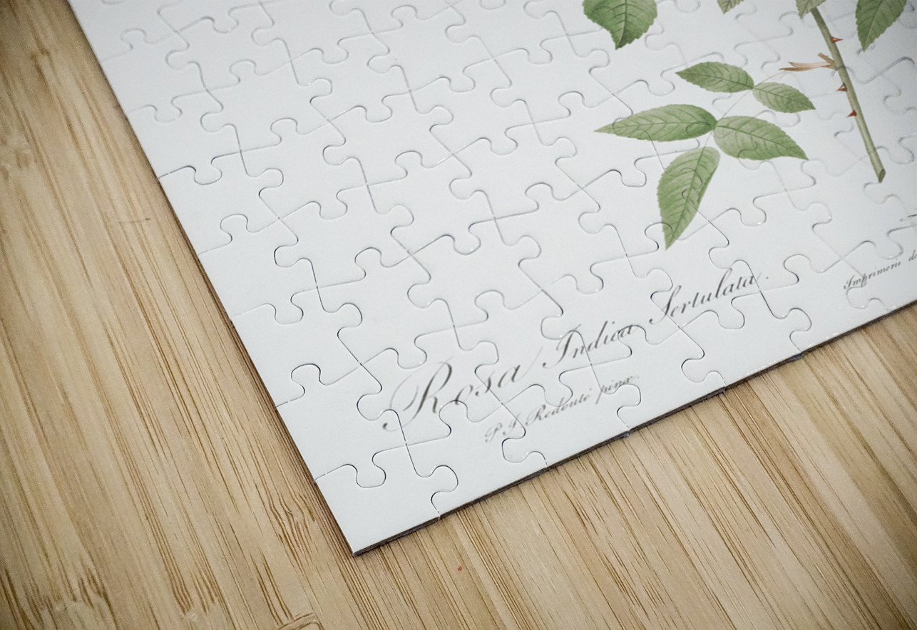 Vintage red rose IStockHistory com Puzzle