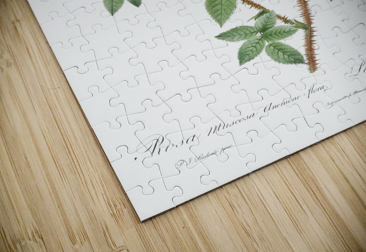 Anemone flowered rose IStockHistory com Puzzle