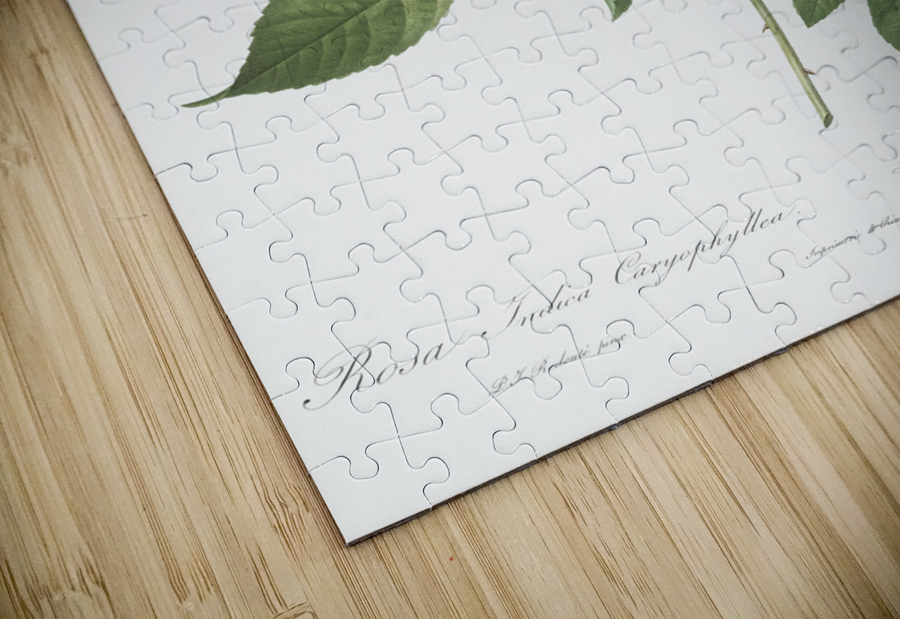 Anemone flowered rose IStockHistory com Puzzle