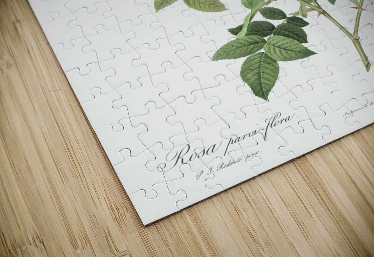 Pink flowering rosebush IStockHistory com Puzzle