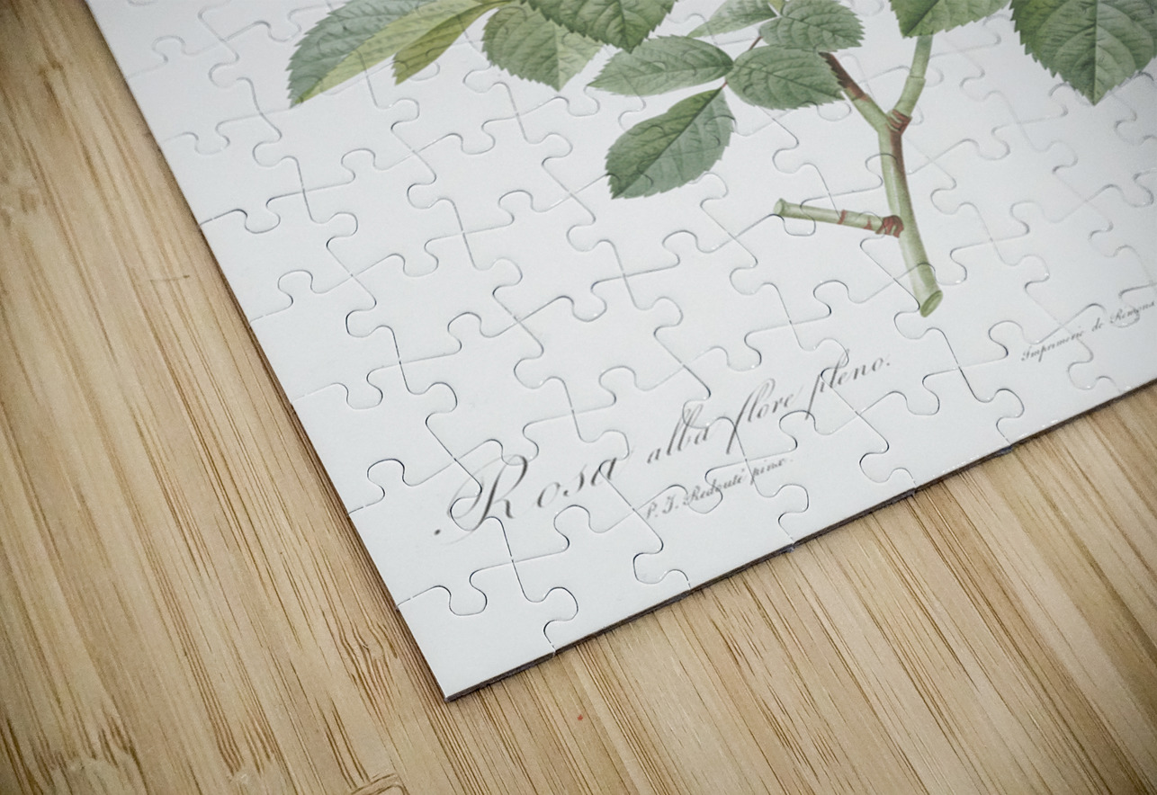 Blooming white rose IStockHistory com Puzzle