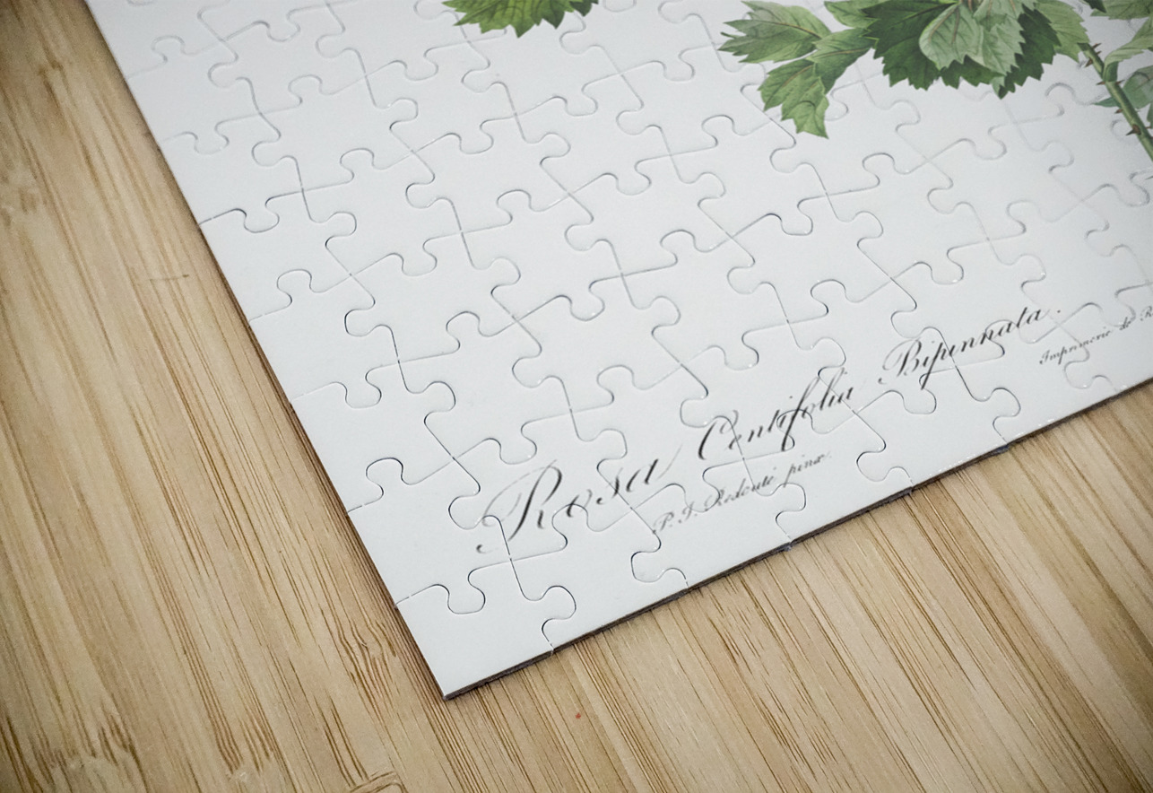 Blooming pink rosebush IStockHistory com Puzzle