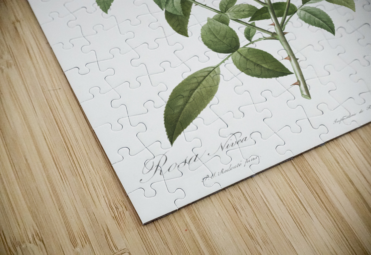 Blooming white roses IStockHistory com Puzzle