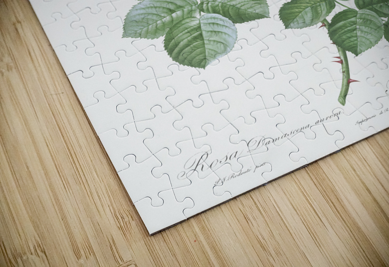 White climbing rose IStockHistory com Puzzle