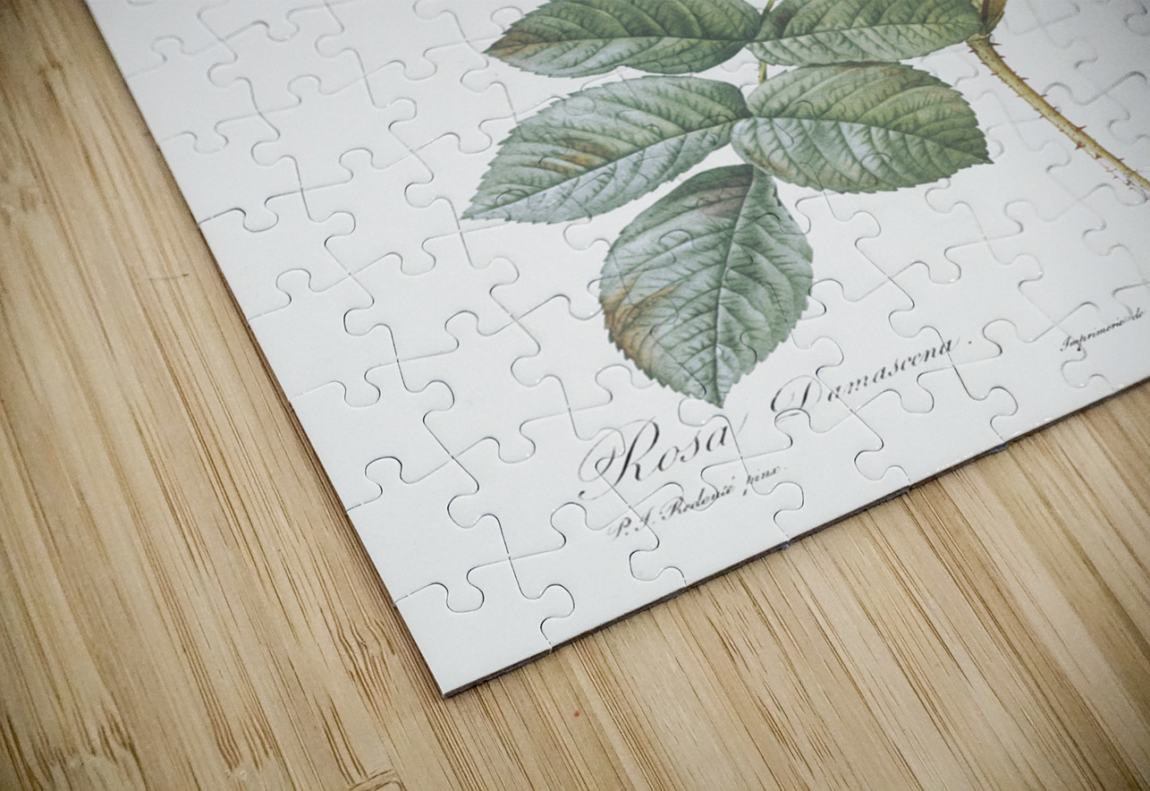 Pink damskus rose IStockHistory com Puzzle