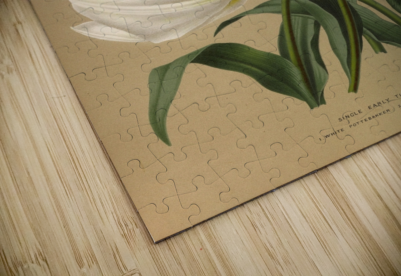 Album van Eeden : Haarlems flora : 1872-1881 IStockHistory com Puzzle