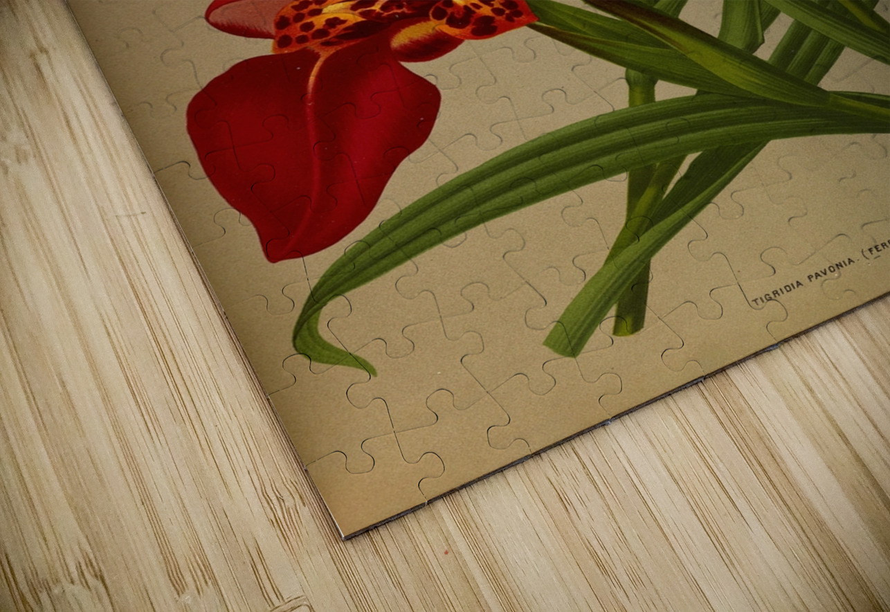 Album van Eeden : Haarlems flora : 1872-1881 IStockHistory com Puzzle