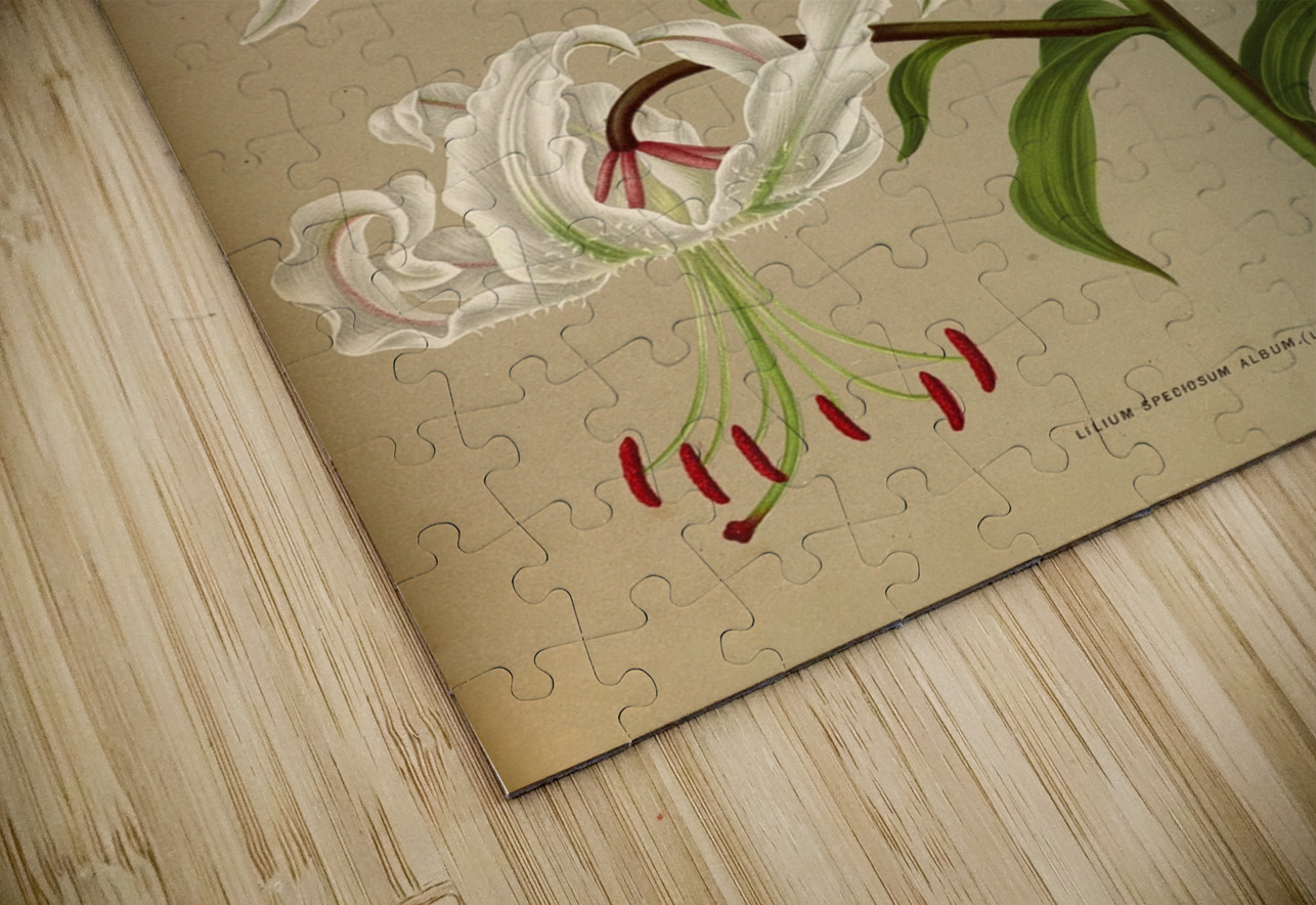 Album van Eeden : Haarlems flora : 1872-1881 IStockHistory com Puzzle