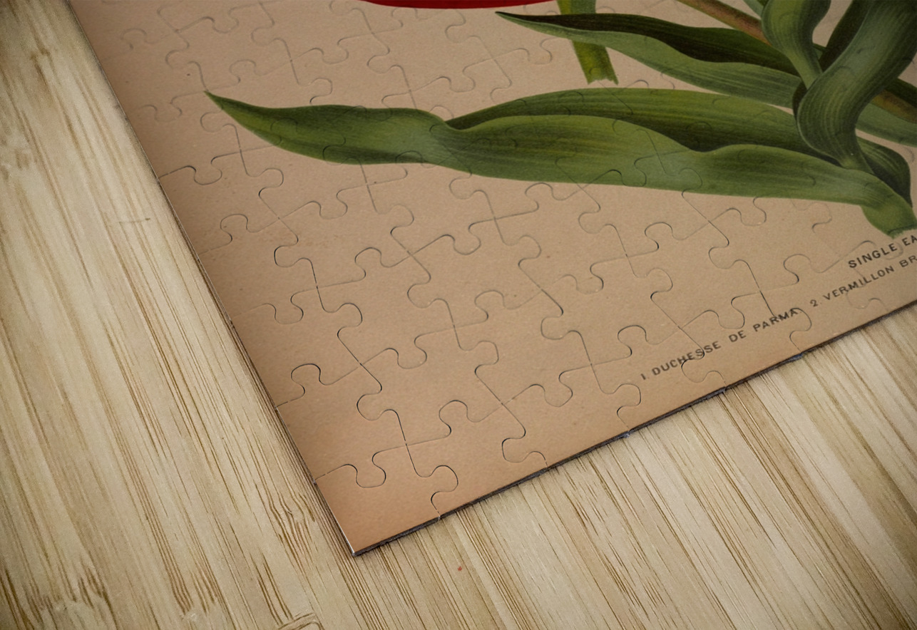 Album van Eeden : Haarlems flora : 1872-1881 IStockHistory com Puzzle