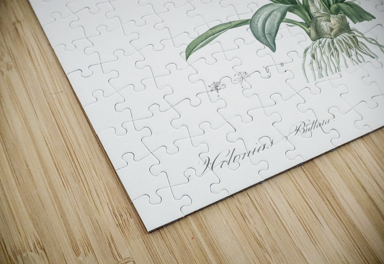 Swamp pink  illustration  IStockHistory com Puzzle