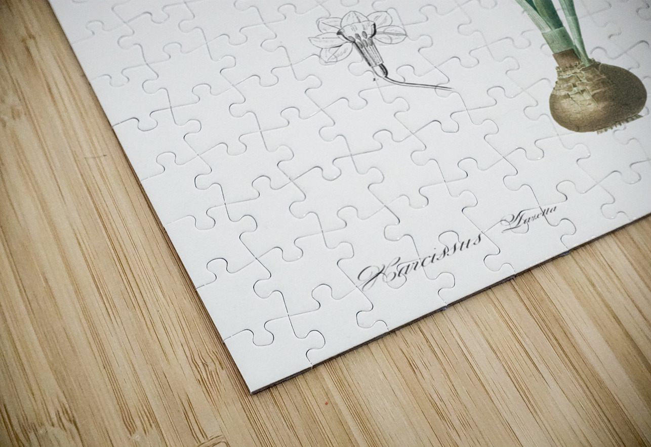 Daffodil illustration  IStockHistory com Puzzle