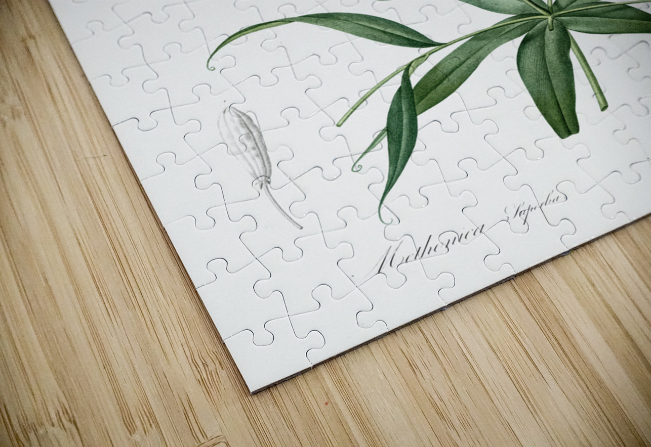 Flame lily illustration  IStockHistory com Puzzle