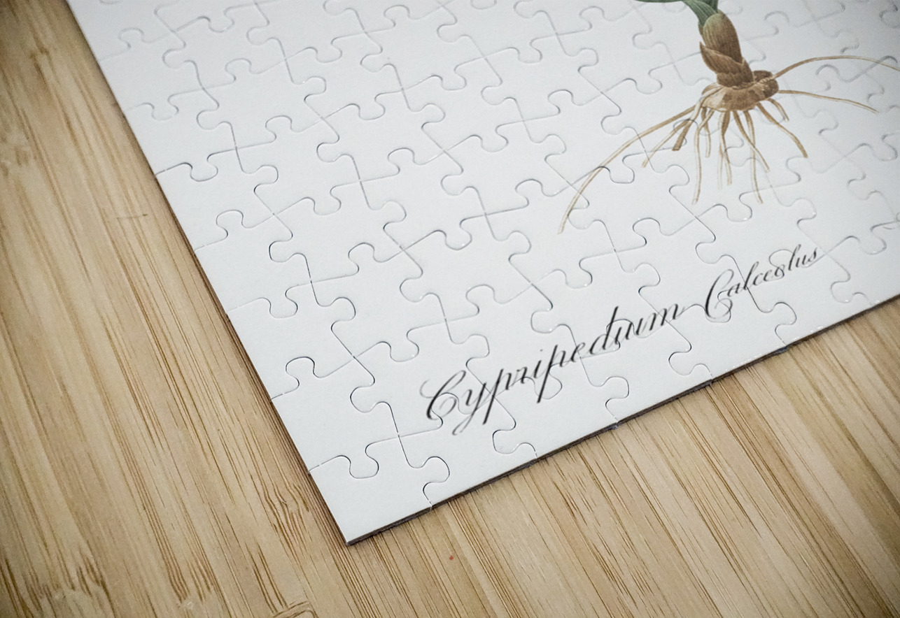 Lady slipper orchid illustration  IStockHistory com Puzzle