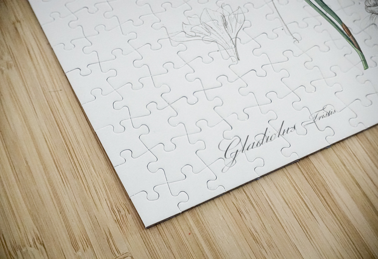 Lady slipper orchid illustration  IStockHistory com Puzzle