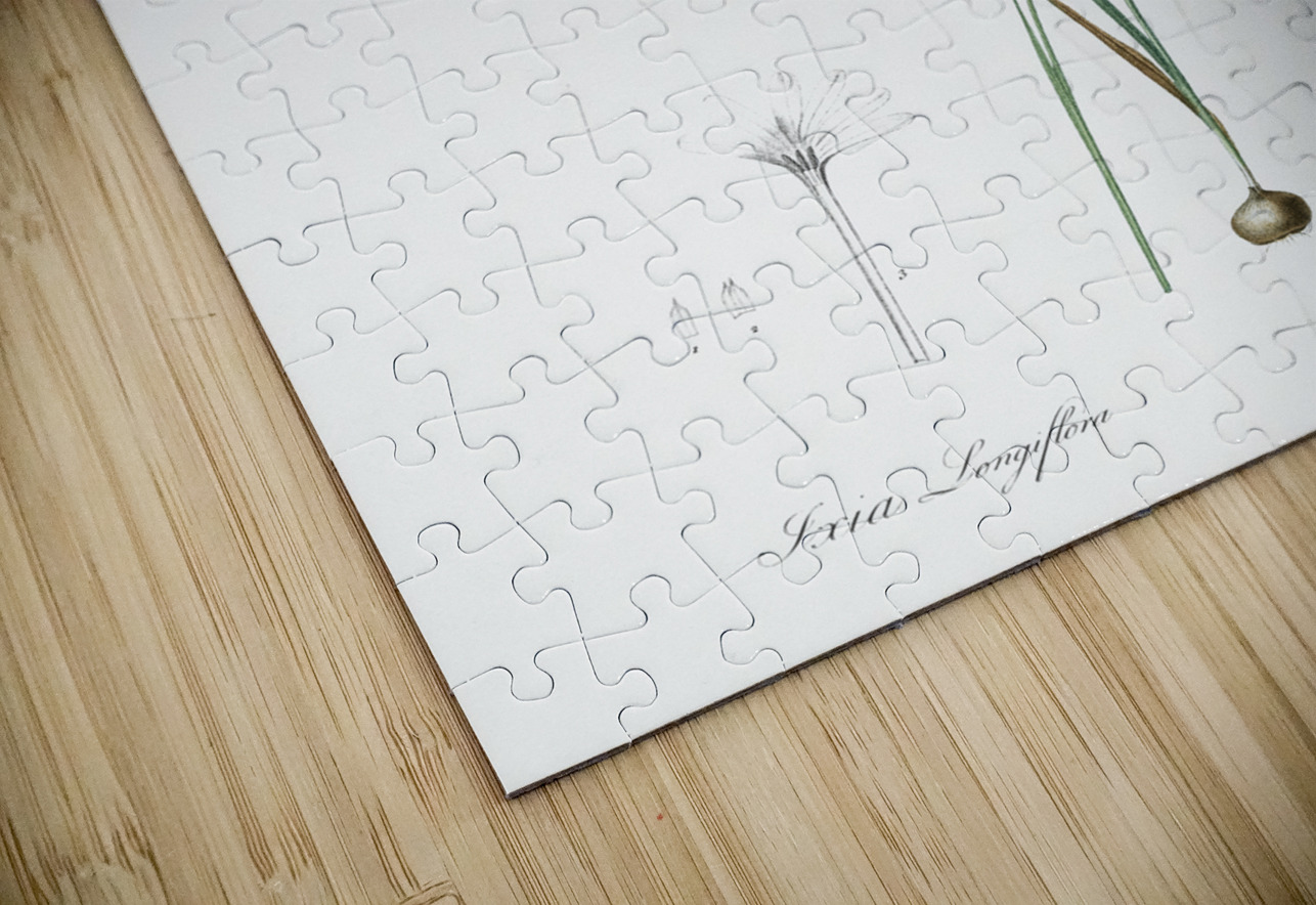 Ixia longiflora illustration  IStockHistory com Puzzle