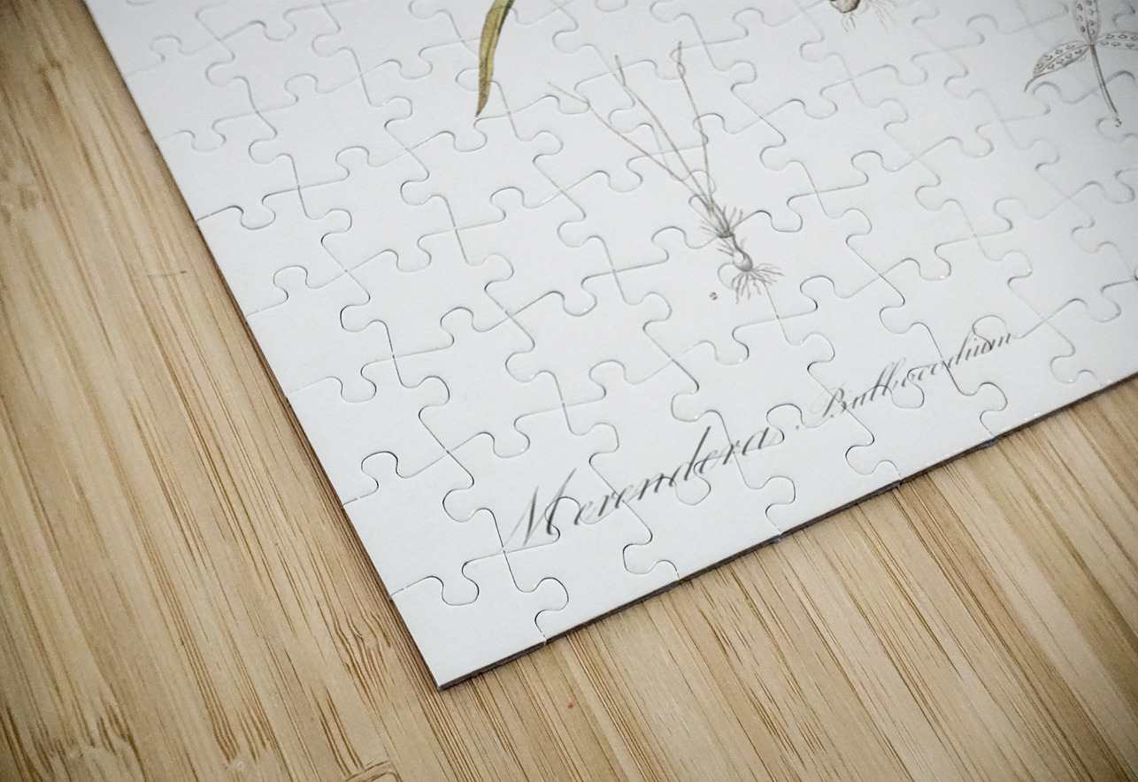 Spring meadow saffron illustration  IStockHistory com Puzzle