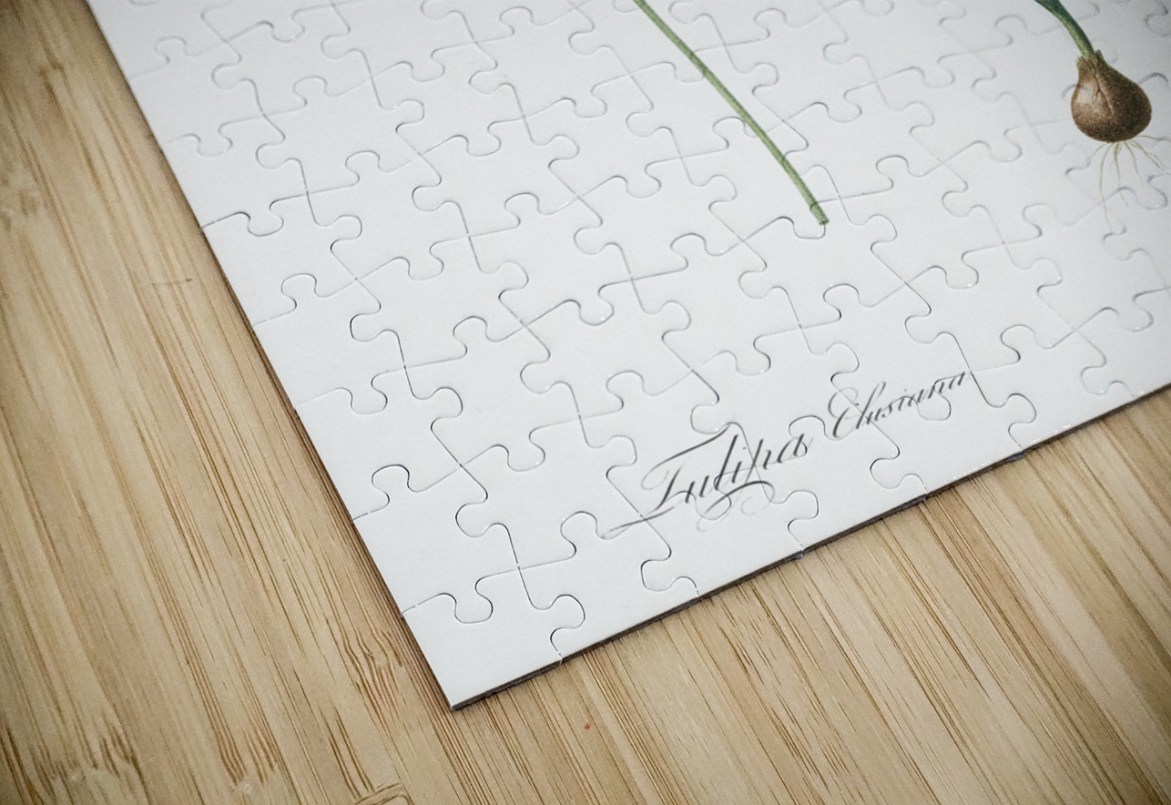 Lady tulip illustration  IStockHistory com Puzzle