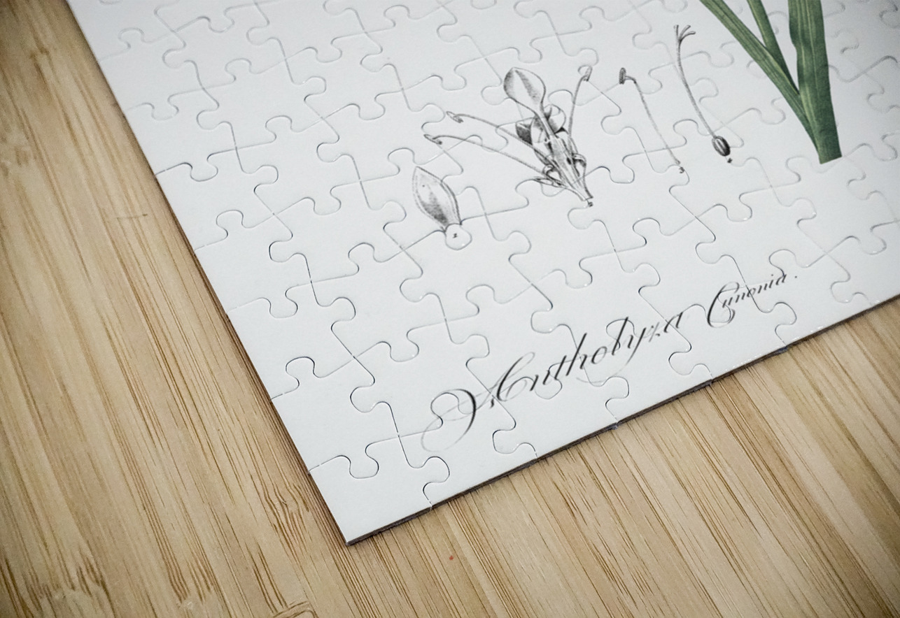 Gladiolus cunonius illustration  IStockHistory com Puzzle