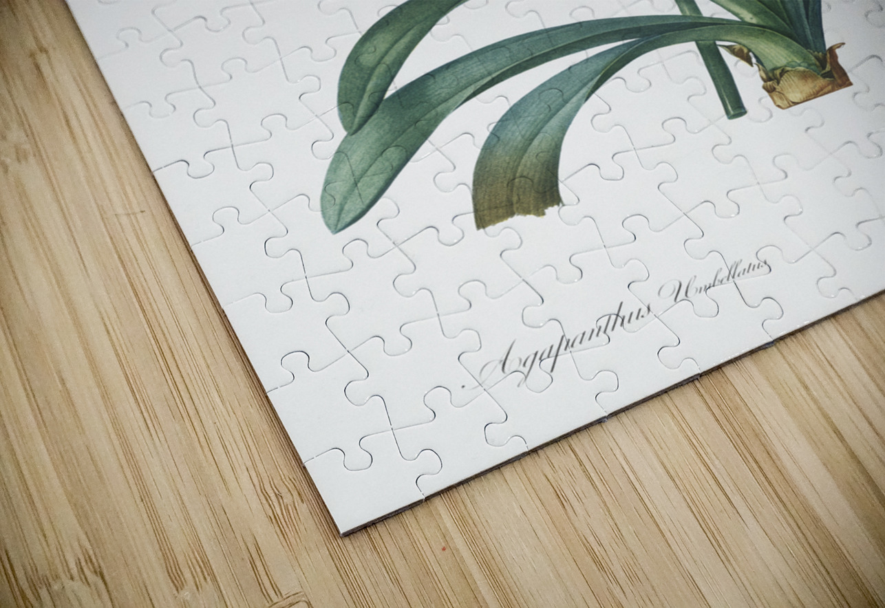 Lily of the Nile illustration  IStockHistory com Puzzle