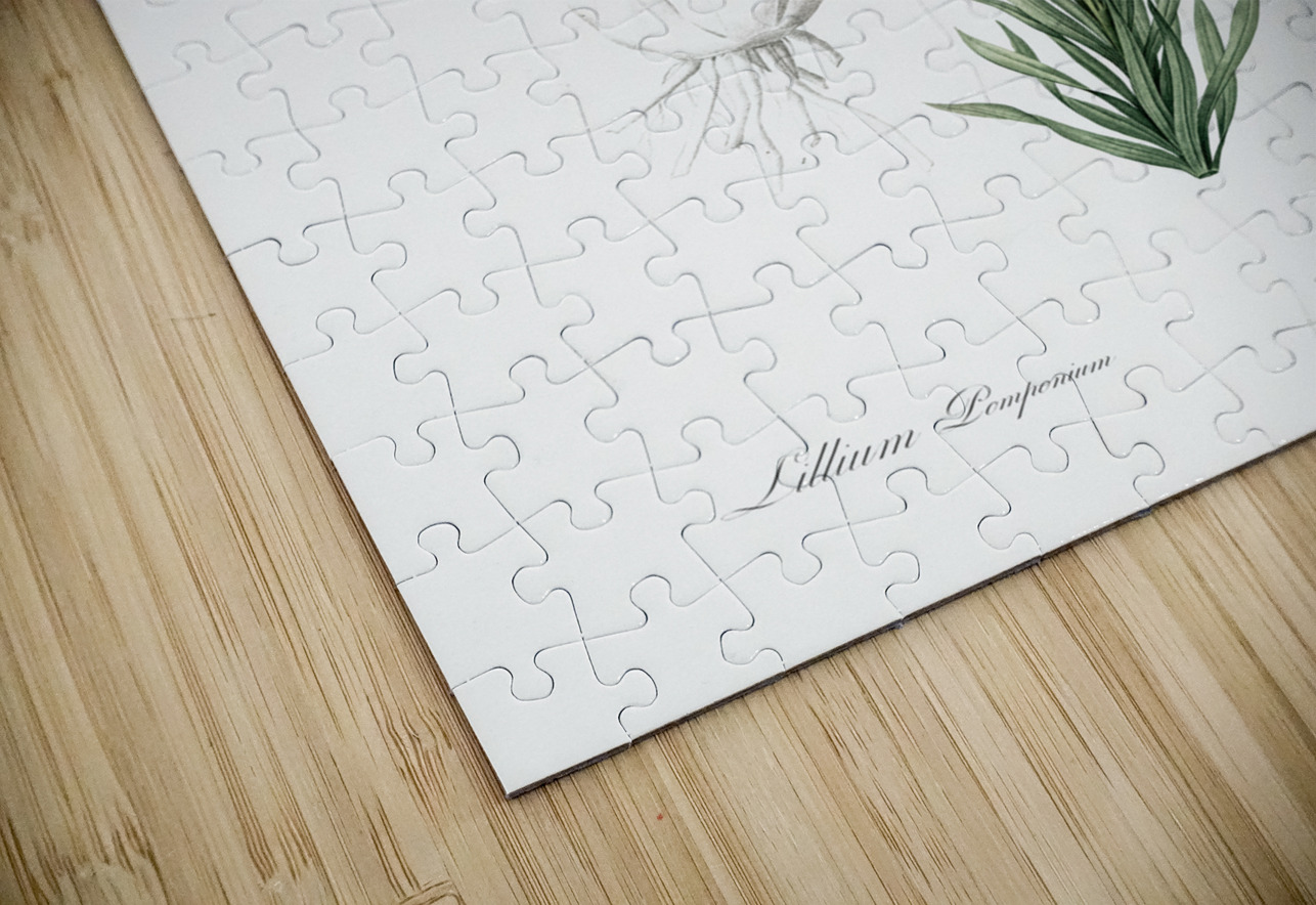 Lily illustration  IStockHistory com Puzzle