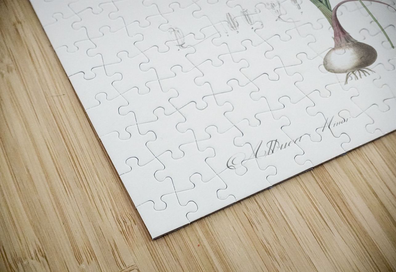 Albuca illustration IStockHistory com Puzzle