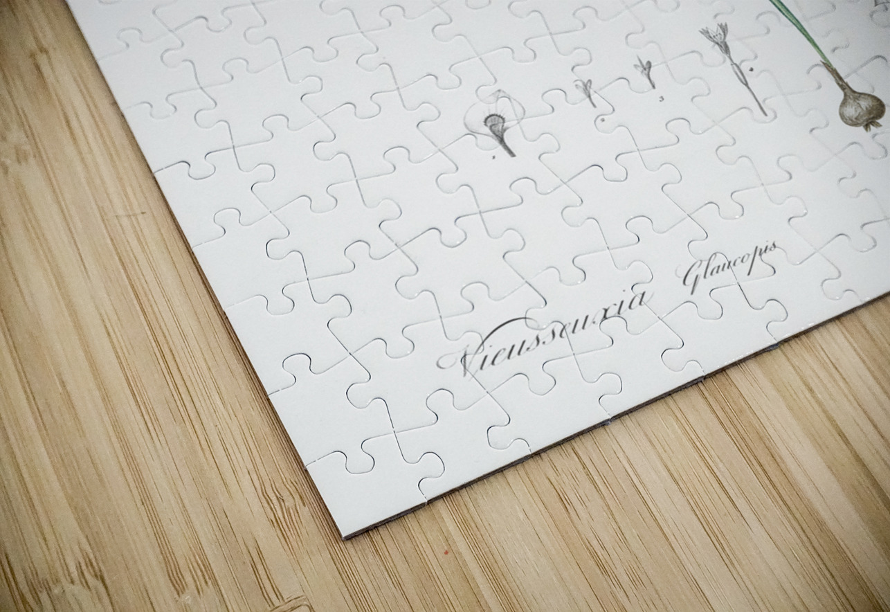 Vieusseuxia glaucopis illustration  IStockHistory com Puzzle