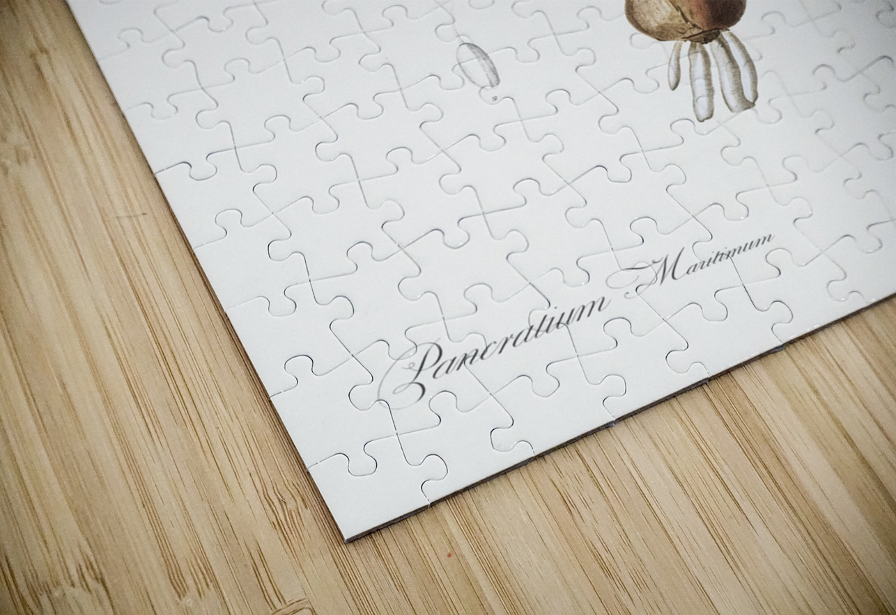 Sea daffodil illustration  IStockHistory com Puzzle