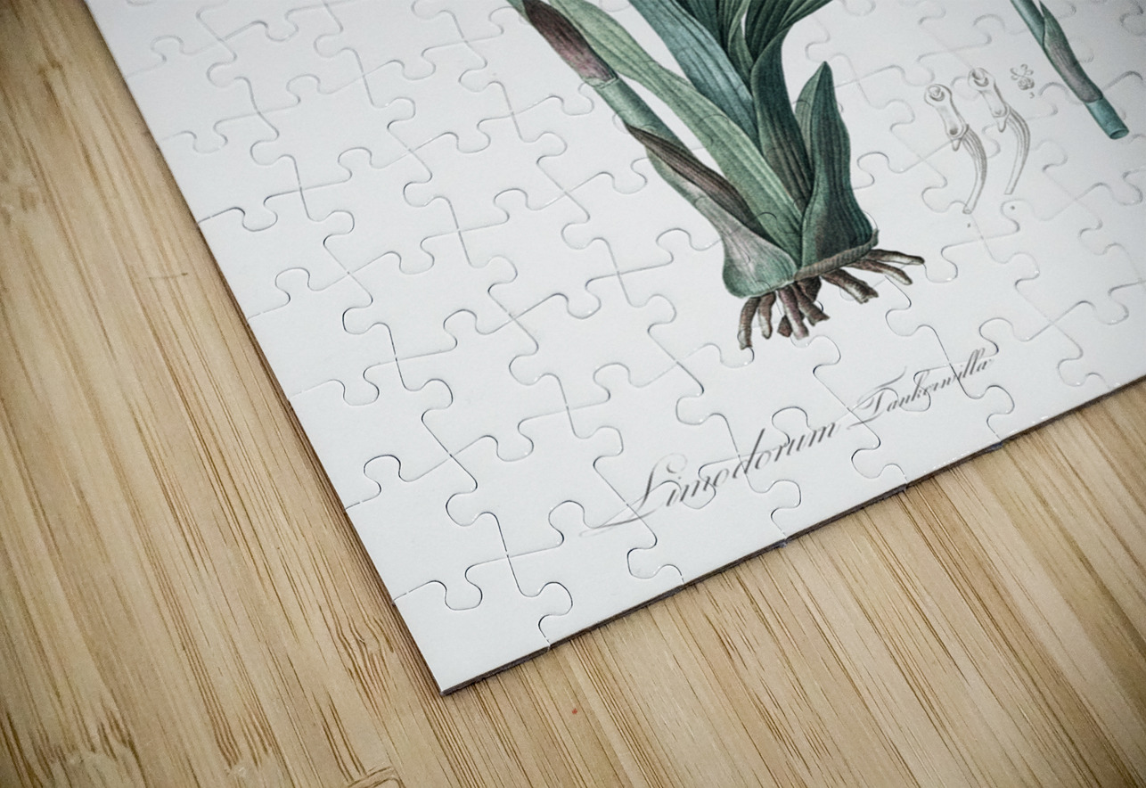 Limodorum tankervilleae illustration  IStockHistory com Puzzle