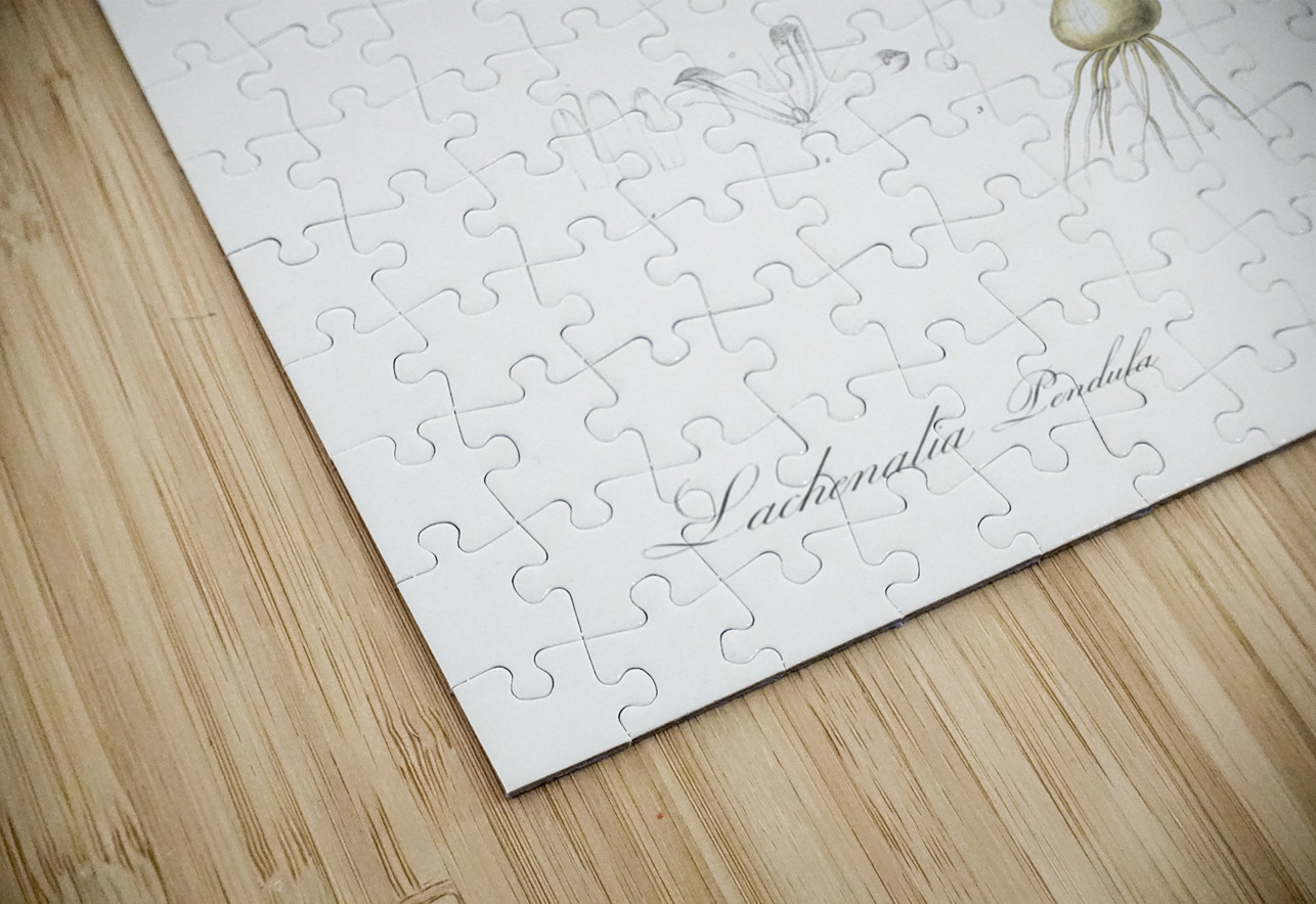 Lachenalia pendula illustration  IStockHistory com Puzzle