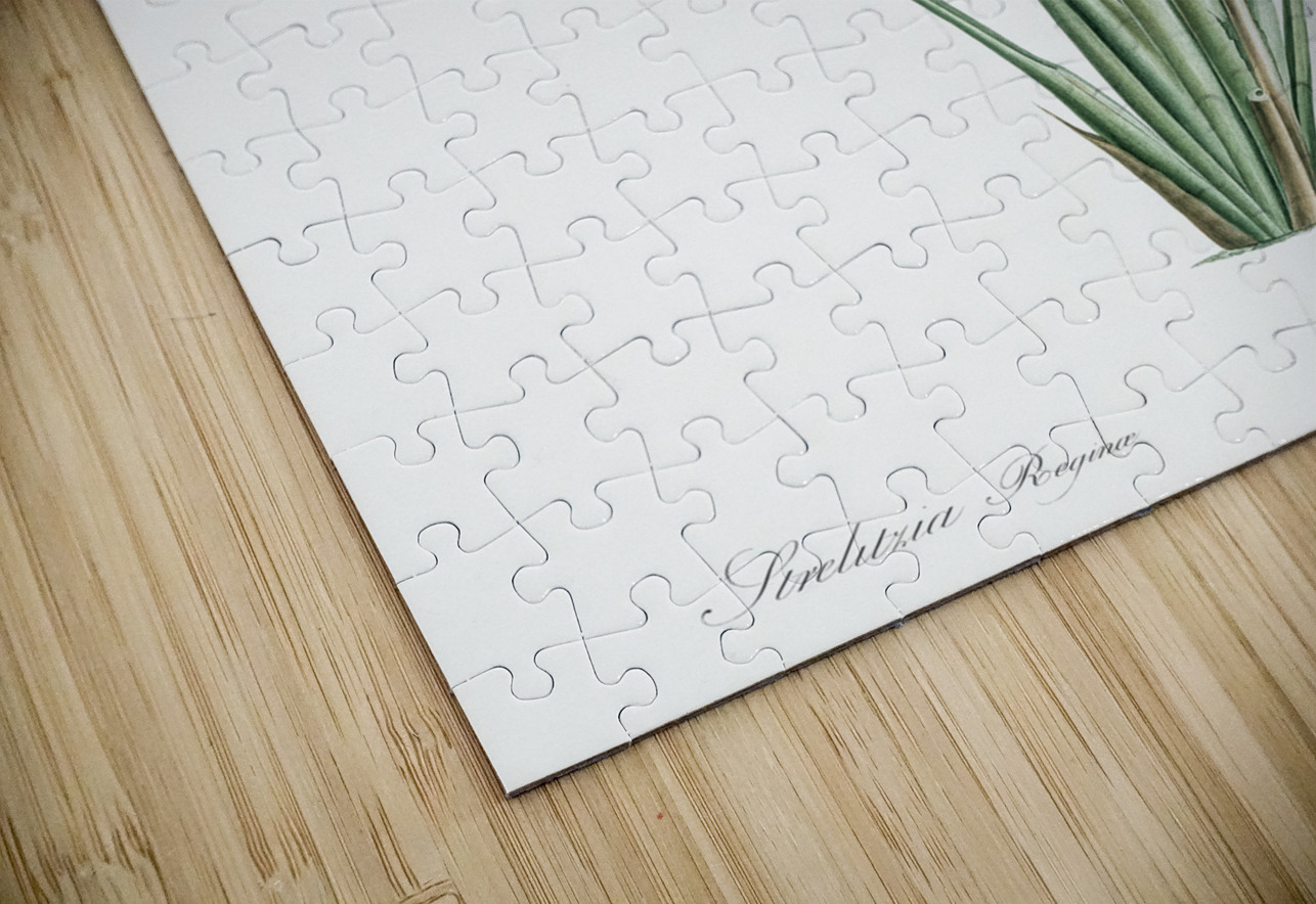 Bird of paradise illustration  IStockHistory com Puzzle