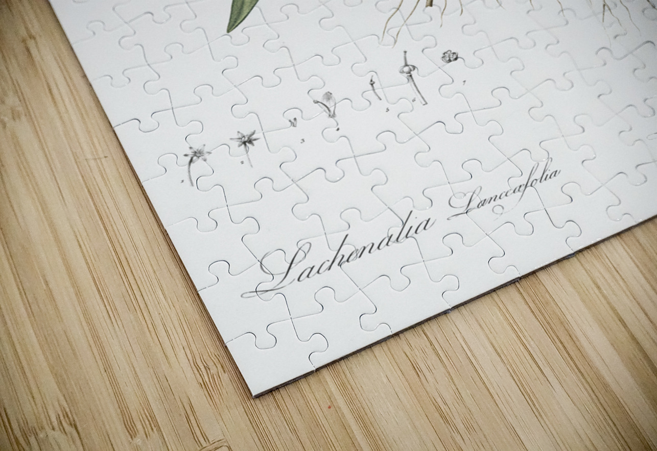 Lachenalia lanceaefolia illustration  IStockHistory com Puzzle