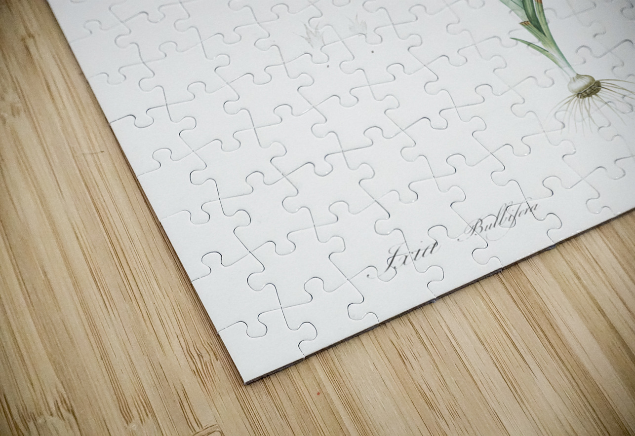 Ixia bulbifera illustration  IStockHistory com Puzzle