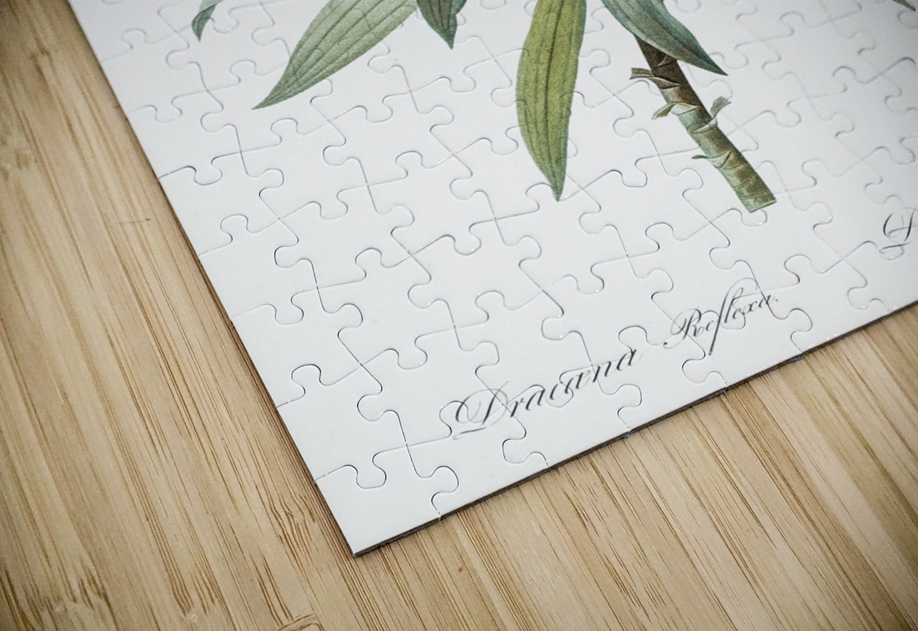 Pleomele illustration  IStockHistory com Puzzle