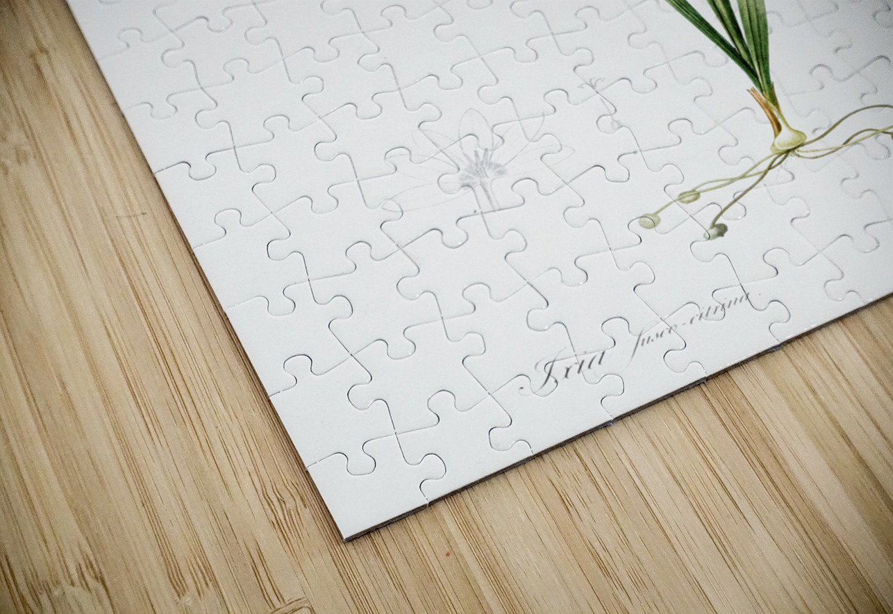 Ixia fusco citrina illustration  IStockHistory com Puzzle