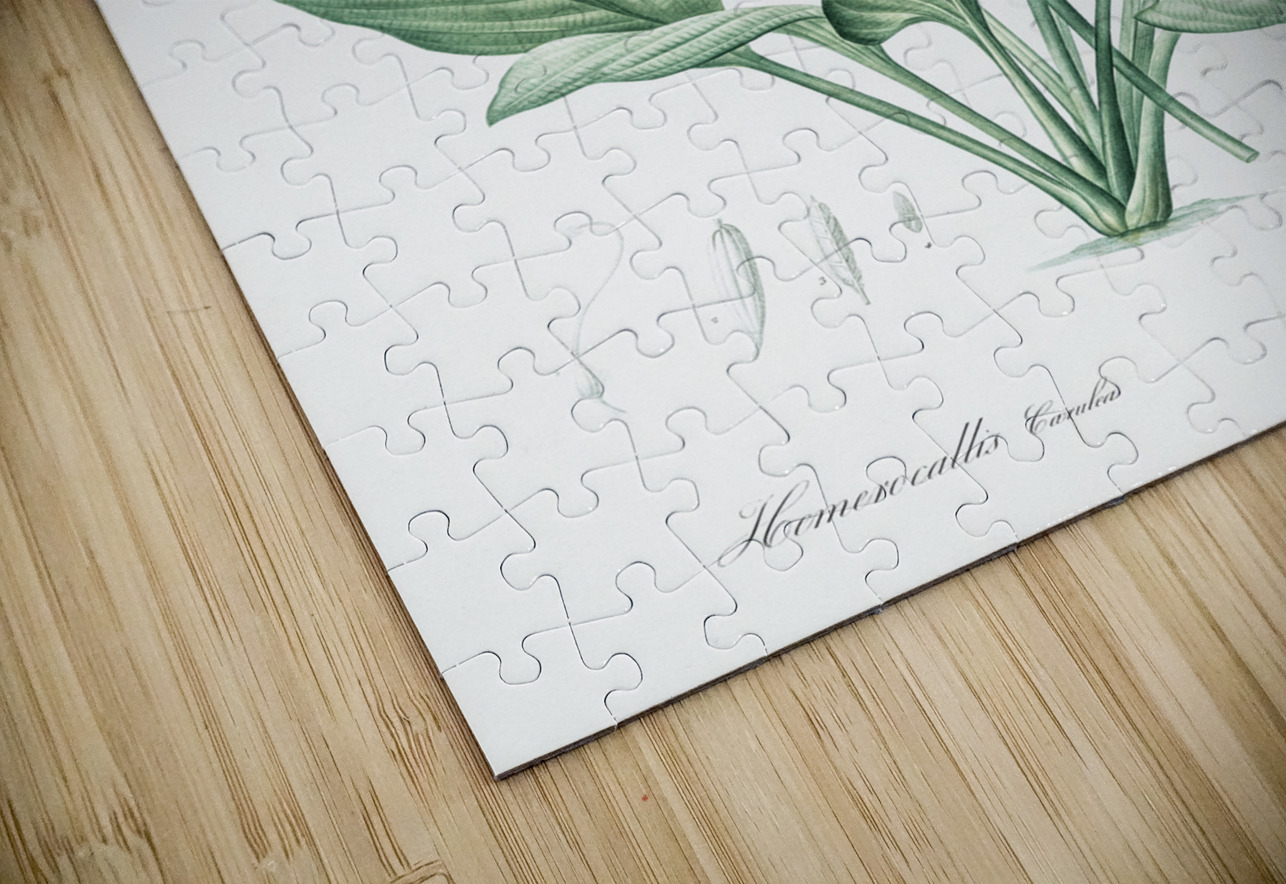 Daylily illustration  IStockHistory com Puzzle