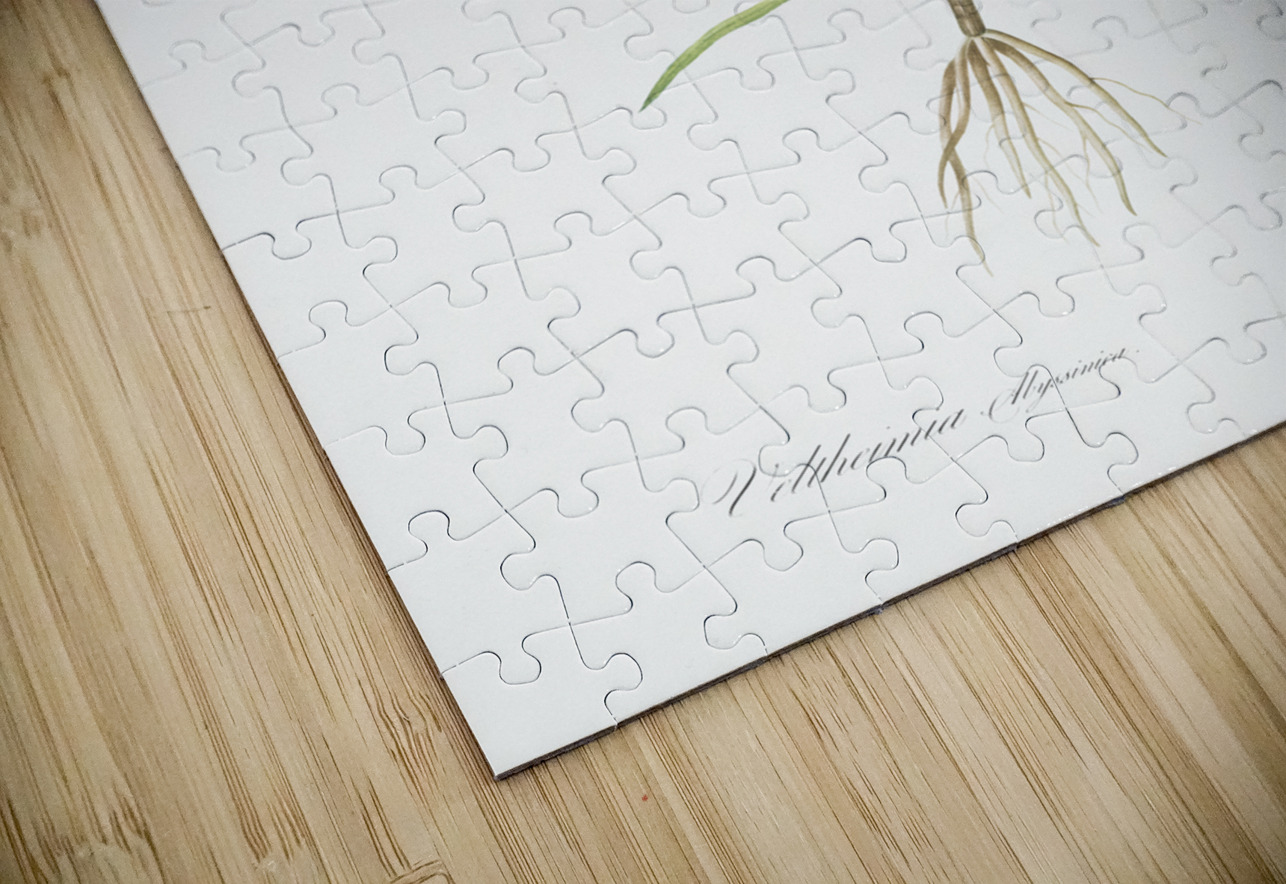 Veltheimia abyssinica illustration  IStockHistory com Puzzle