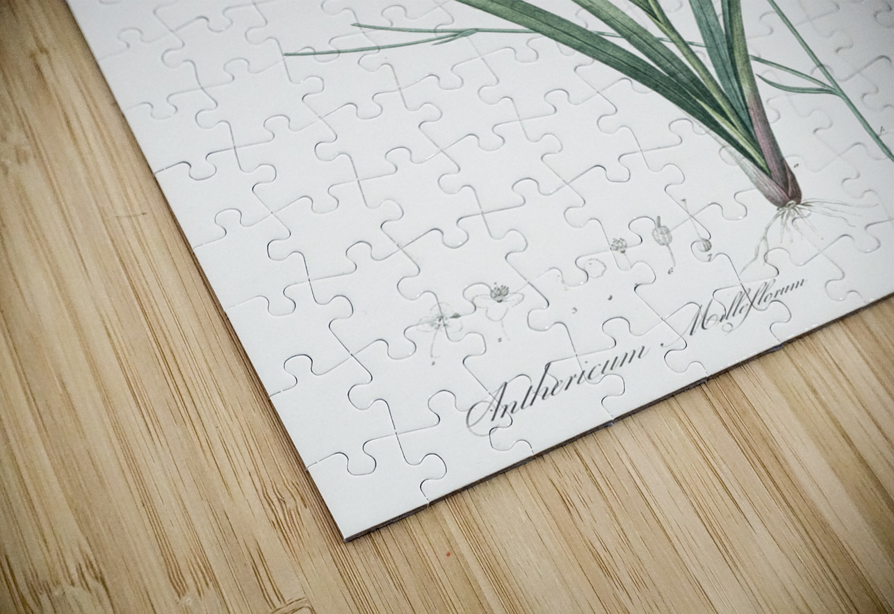 Veltheimia abyssinica illustration  IStockHistory com Puzzle