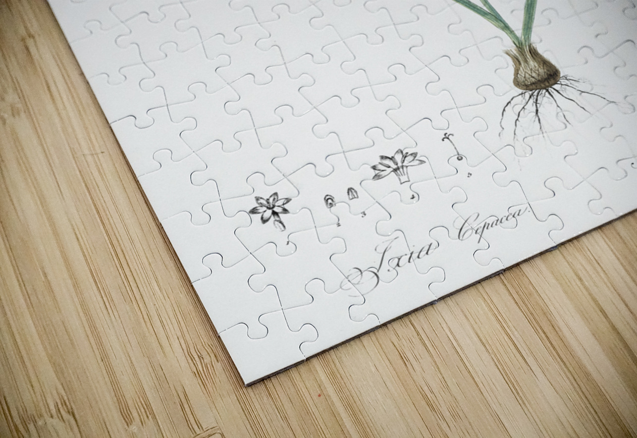Ixia cepacea illustration  IStockHistory com Puzzle