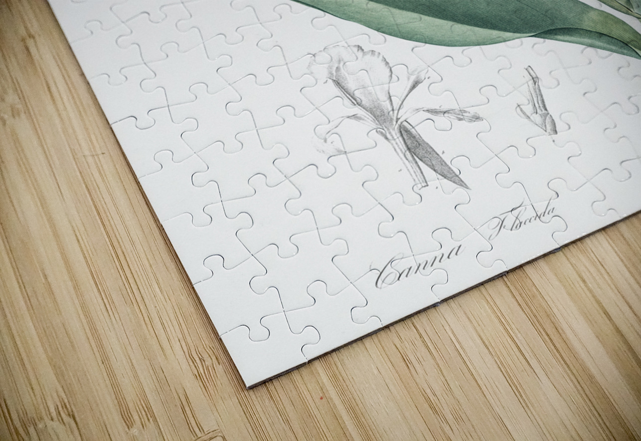 Bandana of the everglades illustration  IStockHistory com Puzzle