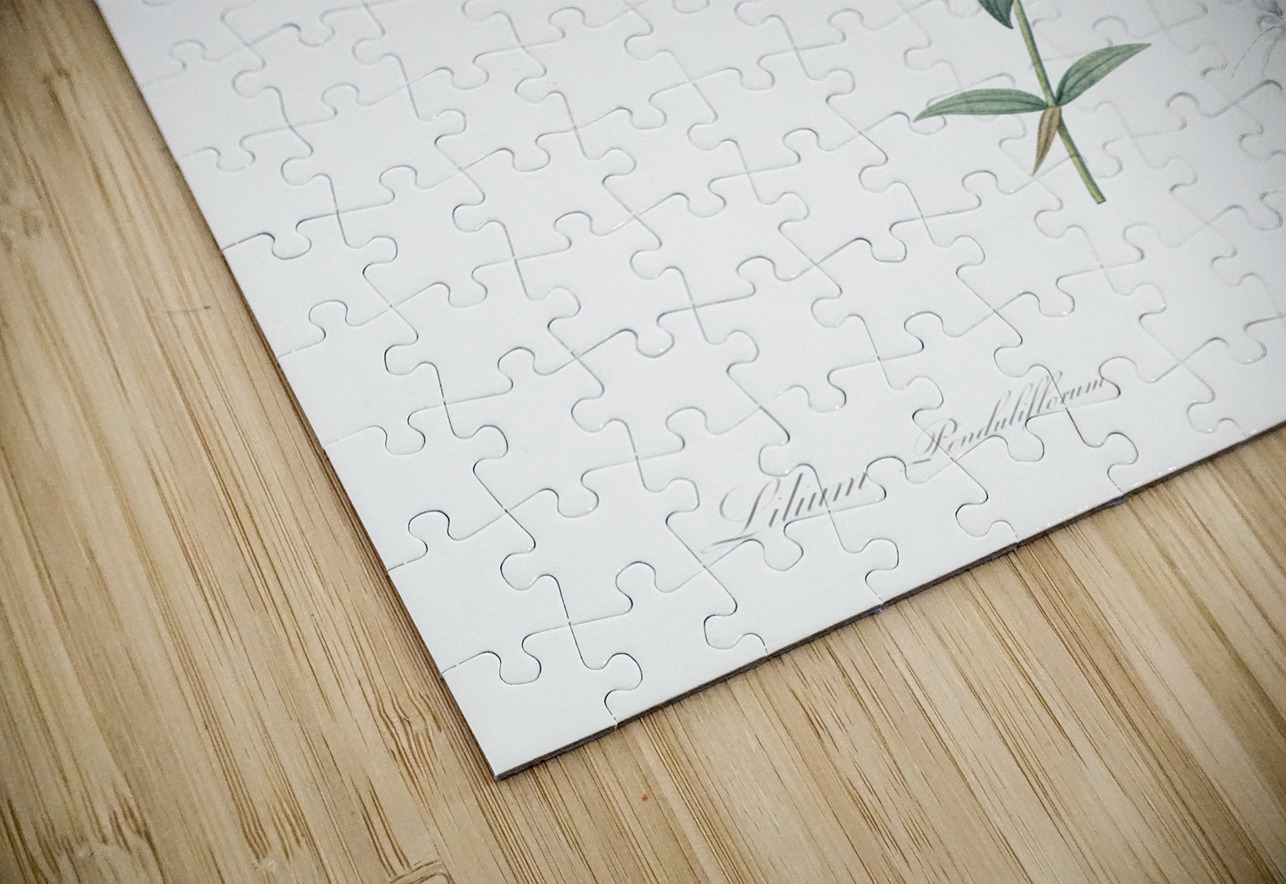 Lilium penduliflorum illustration  IStockHistory com Puzzle