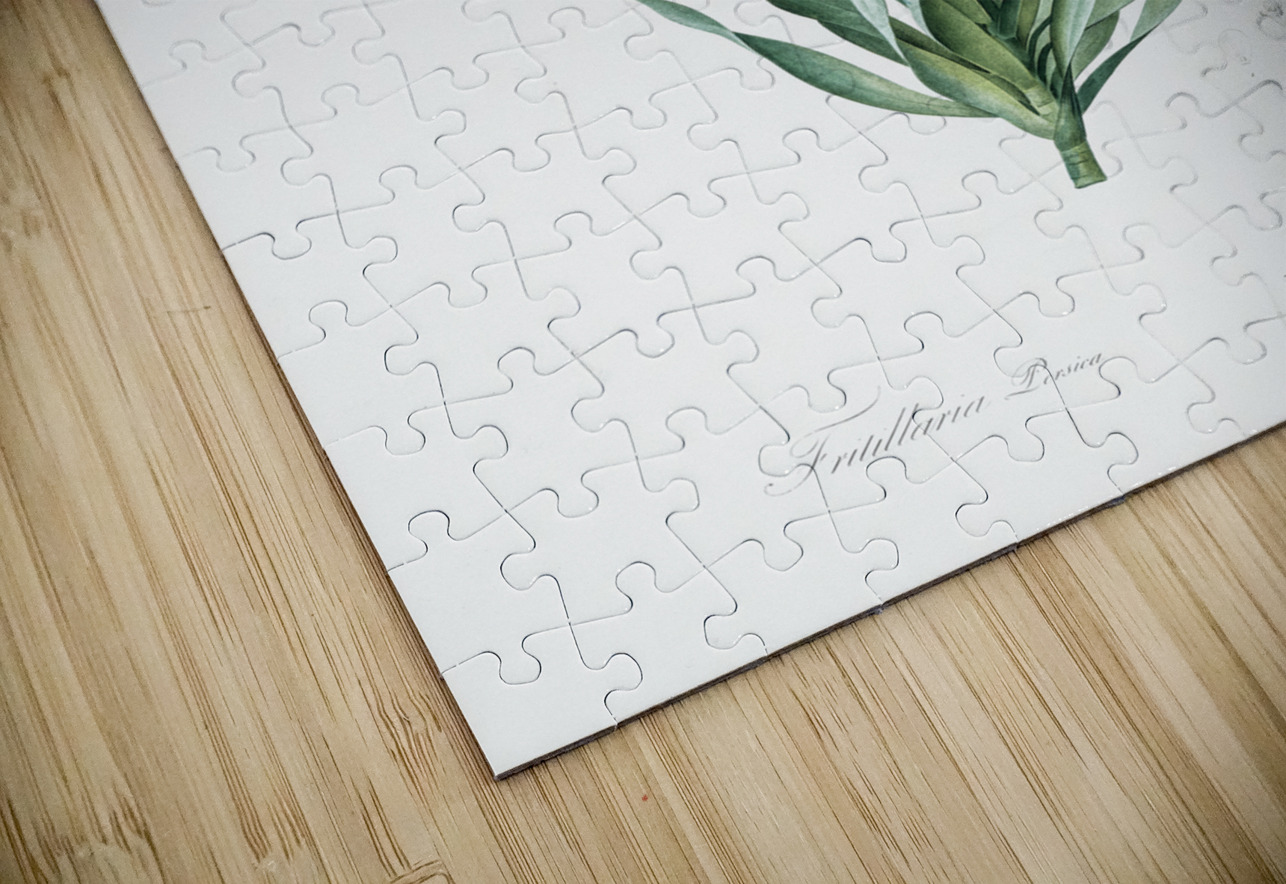 Persian lily illustration IStockHistory com Puzzle