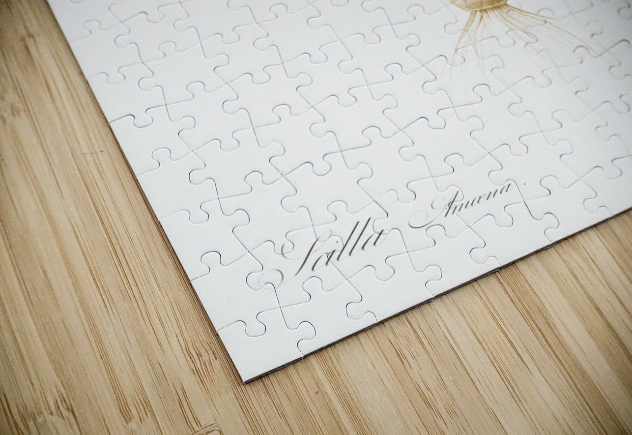 Scilla amoena illustration  IStockHistory com Puzzle