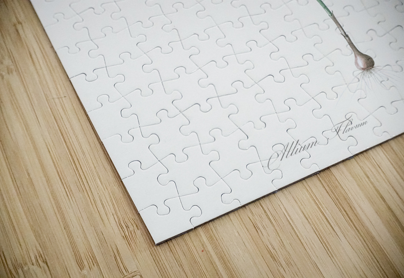 Small yellow onion illustration  IStockHistory com Puzzle